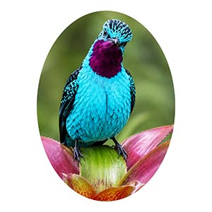 Spangled Cotinga Front Profile